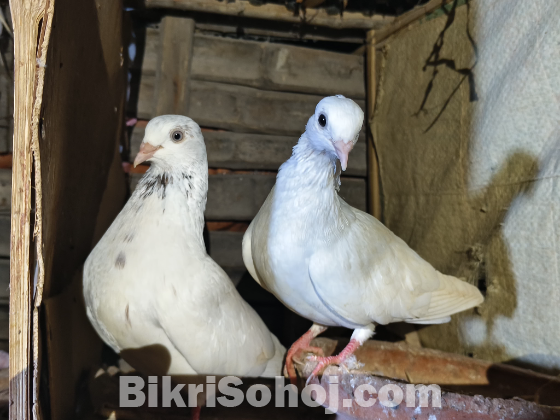 Chuina , kagji pigeon / kobutor (চুইনা , কাগজী কবুতর)